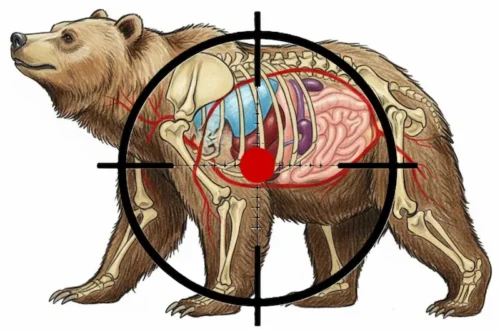 クマ照準イメージ画像